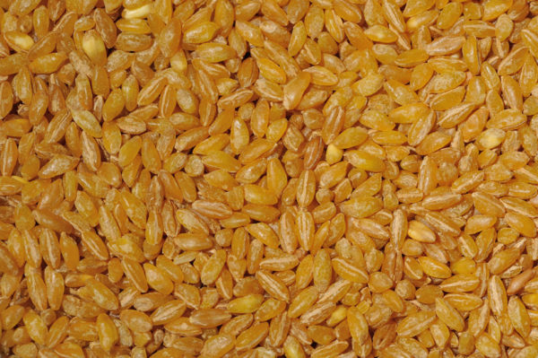 GranoGolden Pearled Durum Sunnyland Mills