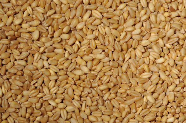 Organic Whole Wheat Berries – Sunnyland Mills