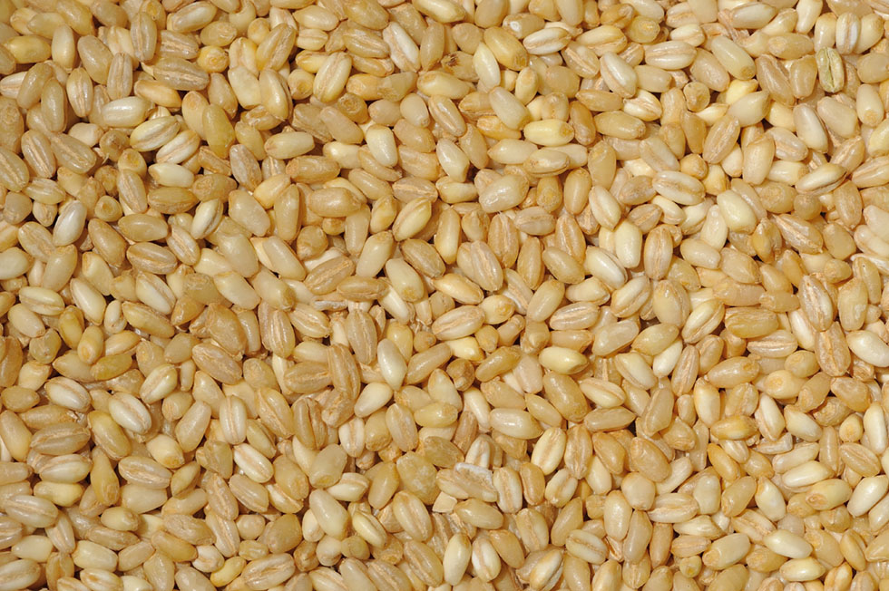 Pearled Wheat (ND) – Sunnyland Mills