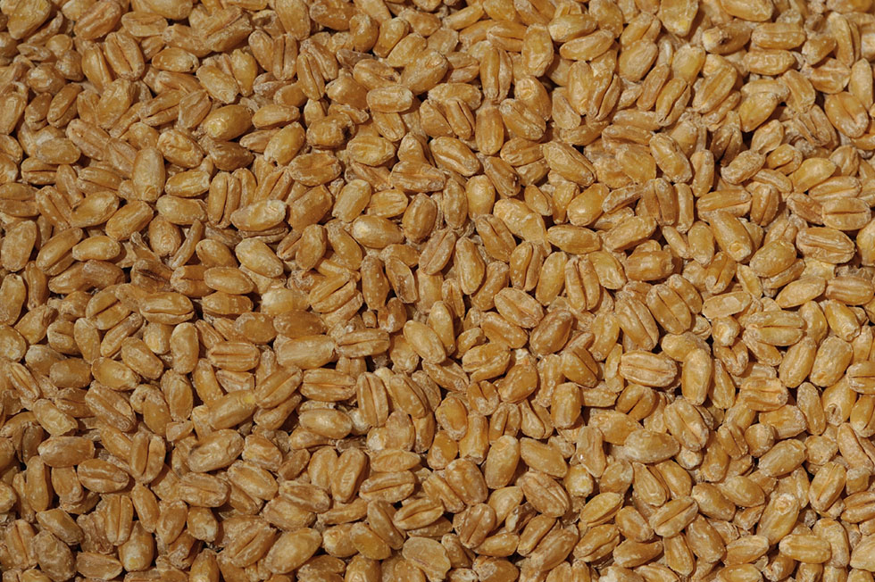 whole-kernel-organic-bulgur-sunnyland-mills